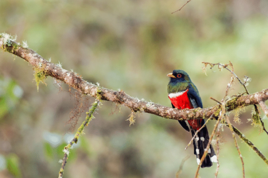 Mindo Trogon