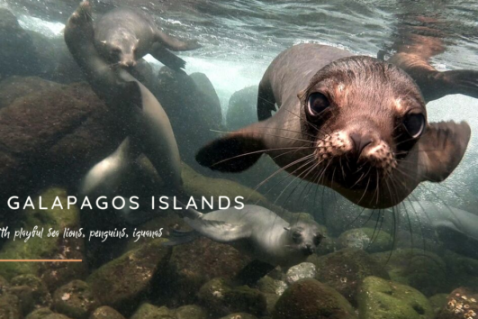 The Galapagos Islands