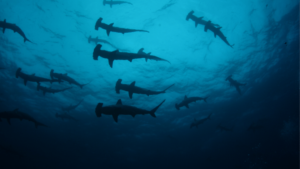 Hammerhead Sharks