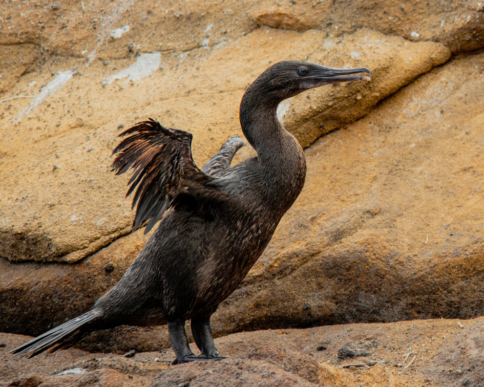 Flightless Cormorant