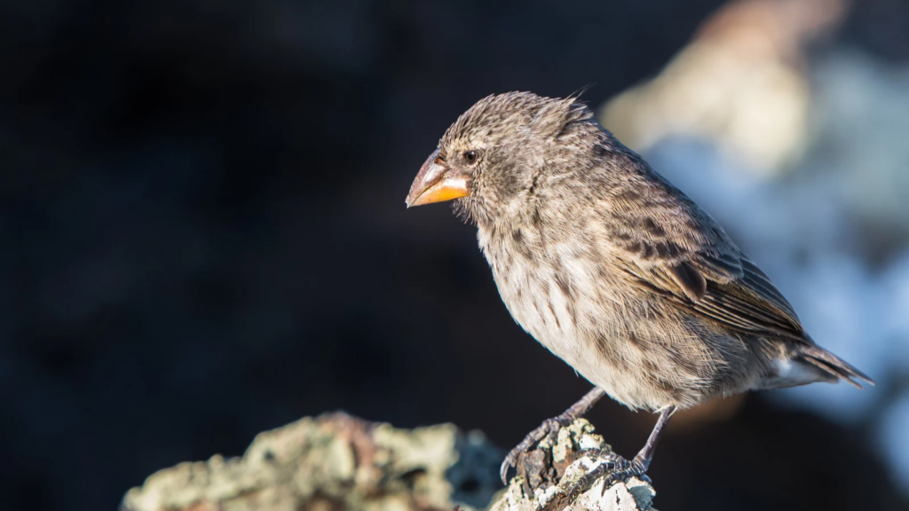 Darwin finch Galapagos